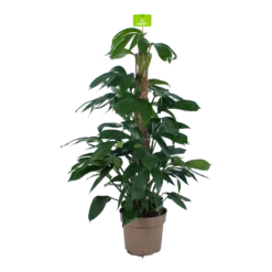 Philodendron Florida Beauty Op Mosstok - P24 H80 - Kamerplant