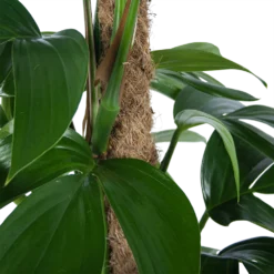Philodendron Florida Beauty Op Mosstok - P24 H80 - Kamerplant -Tuin Magisch Verkoop philodendron florida beauty op mosstok p24 h80 6 1
