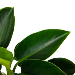 Philodendron Green Princess - P17 H50 - Kamerplant -Tuin Magisch Verkoop philodendron green princess p17 h50 6 1