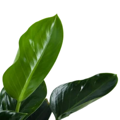 Philodendron Green Princess - P21 H70 - Kamerplant -Tuin Magisch Verkoop philodendron green princess p21 h70 5