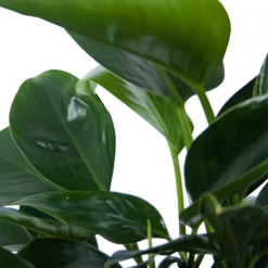 Philodendron Green Princess - P21 H70 - Kamerplant -Tuin Magisch Verkoop philodendron green princess p21 h70 6
