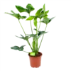 Philodendron Green Wonder - P19 H75 - Kamerplant