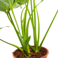 Philodendron Green Wonder - P19 H75 - Kamerplant -Tuin Magisch Verkoop philodendron green wonder p19 h75 3 2