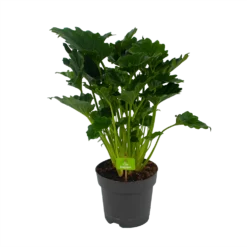 Philodendron Grizzly - P21 H55 - Kamerplant