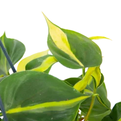 Philodendron Scandens Brasil - In Hangpot - P14 H35 - Kamerplant -Tuin Magisch Verkoop philodendron scandens brasil in hangpot p14 h35 6 1