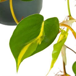 Philodendron Scandens Brasil - In Hangpot - P17 H35 - Kamerplant -Tuin Magisch Verkoop philodendron scandens brasil in hangpot p17 h35 6