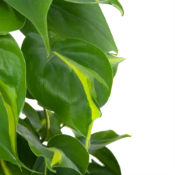 Philodendron Scandens Brasil Op Mosstok - P17 H75 - Kamerplant -Tuin Magisch Verkoop philodendron scandens brasil op mosstok p17 h75 6 1