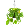 Philodendron Scandens - In Hangpot - P17 H35 - Kamerplant