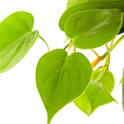 Philodendron Scandens - In Hangpot - P17 H35 - Kamerplant -Tuin Magisch Verkoop philodendron scandens in hangpot p17 h35 6