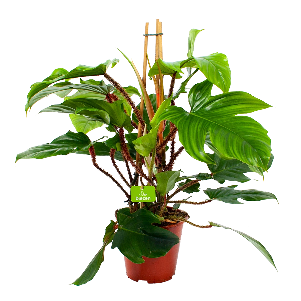 Philodendron Squamiferum Piramide - P19 H75 - Kamerplant 1 Philodendron Squamiferum Piramide - P19 H75 - Kamerplant
