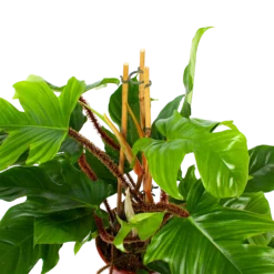 Philodendron Squamiferum Piramide - P19 H75 - Kamerplant 5 Philodendron Squamiferum Piramide - P19 H75 - Kamerplant -Tuin Magisch Verkoop philodendron squamiferum piramide p19 h75 5 1
