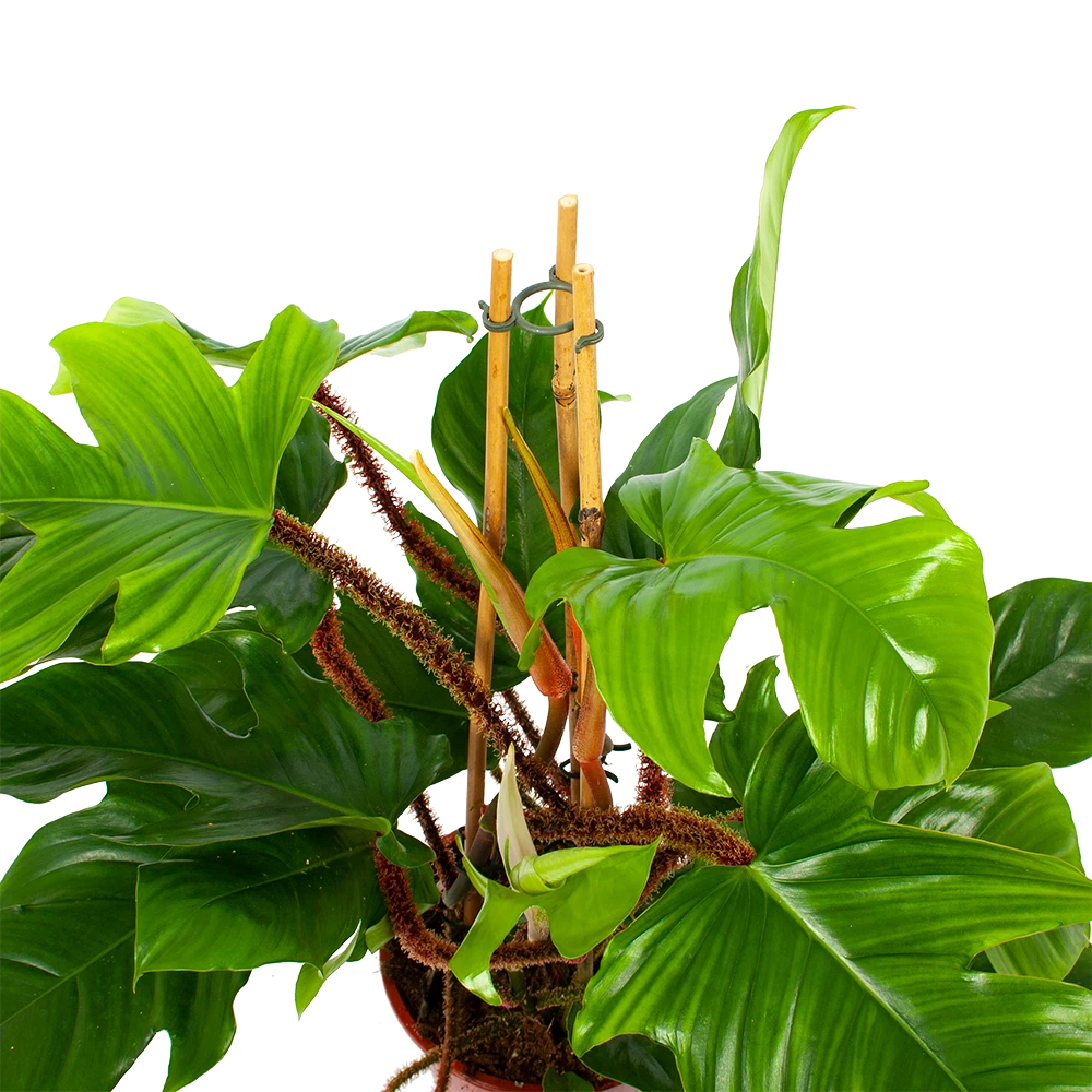 Philodendron Squamiferum Piramide - P19 H75 - Kamerplant 2 Philodendron Squamiferum Piramide - P19 H75 - Kamerplant - Afbeelding 2