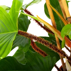 Philodendron Squamiferum Piramide - P19 H75 - Kamerplant 6 Philodendron Squamiferum Piramide - P19 H75 - Kamerplant -Tuin Magisch Verkoop philodendron squamiferum piramide p19 h75 6 1