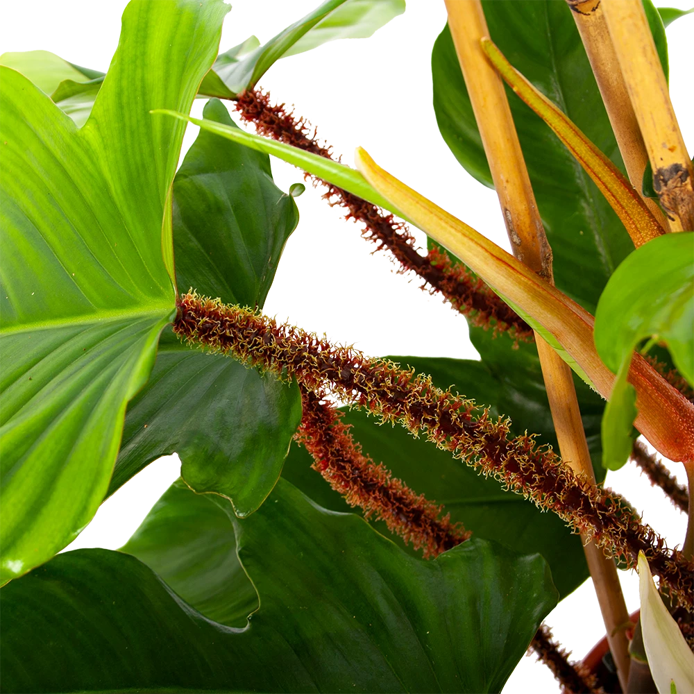 Philodendron Squamiferum Piramide - P19 H75 - Kamerplant 3 Philodendron Squamiferum Piramide - P19 H75 - Kamerplant - Afbeelding 3