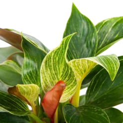 Philodendron White Wave - P13 H30 - Kamerplant -Tuin Magisch Verkoop philodendron white wave p13 h30 5