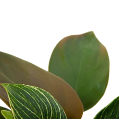 Philodendron White Wave - P13 H30 - Kamerplant -Tuin Magisch Verkoop philodendron white wave p13 h30 6