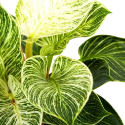 Philodendron White Wave - P17 H40 - Kamerplant -Tuin Magisch Verkoop philodendron white wave p17 h40 6 1