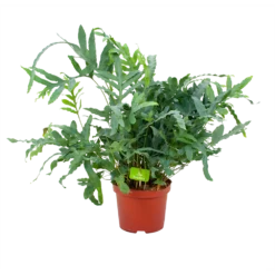 Phlebodium Areum Blue Star - Blauwvaren - P19 H60 - Kamerplant