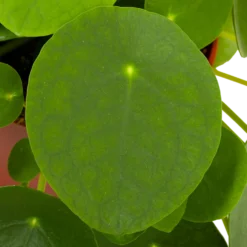 Pilea Peperomioides - Pannenkoekenplant - P15 H25 - Kamerplant -Tuin Magisch Verkoop pilea peperomioides pannenkoekenplant p15 h25 5