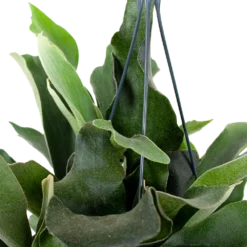 Platycerium Bifurcatum - Hertshoornvaren - In Hangpot - P17 H35 - Kamerplant -Tuin Magisch Verkoop platycerium bifurcatum hertshoornvaren hang p17 h35 5 1