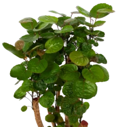 Polyscias Fabian - Aralia - P24 H100 - Kamerplant -Tuin Magisch Verkoop polyscias fabian aralia p24 h100 5 1