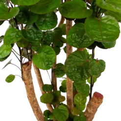 Polyscias Fabian - Aralia - P24 H100 - Kamerplant -Tuin Magisch Verkoop polyscias fabian aralia p24 h100 6 1