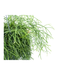 Rhipsalis Cassutha - Koraalcactus - In Hangpot - P17 H40 - Kamerplant -Tuin Magisch Verkoop rhipsalis cassutha koraalcactus in hangpot p17 h40 5