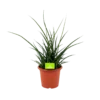 Sansevieria Fernwoord Punk - Vrouwentong - P25 H60 - Kamerplant