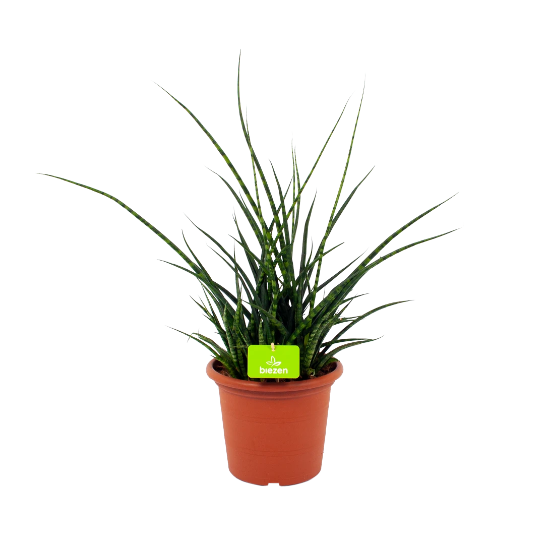 Sansevieria Fernwoord Punk - Vrouwentong - P25 H60 - Kamerplant 1 Sansevieria Fernwoord Punk - Vrouwentong - P25 H60 - Kamerplant