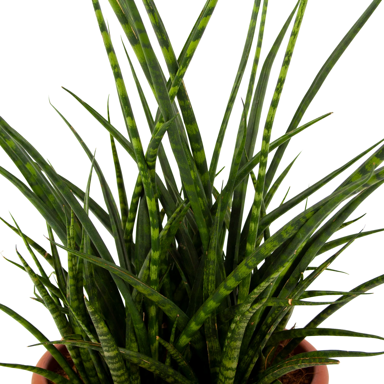 Sansevieria Fernwoord Punk - Vrouwentong - P25 H60 - Kamerplant 2 Sansevieria Fernwoord Punk - Vrouwentong - P25 H60 - Kamerplant - Afbeelding 2
