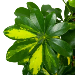 Schefflera Arboricola Gold Capella Mosstok - Vingerboom - P19 H75 - Kamerplant -Tuin Magisch Verkoop schefflera arboricola gold capella vingerboom p19 h75 5