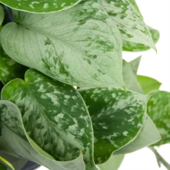 Scindapsus Pictus Silvery Ann - Epipremnum - In Hangpot - P15 H30 - Kamerplant -Tuin Magisch Verkoop scindapsus pictus silvery ann epipremnum in hangpot p15 h30 6 3