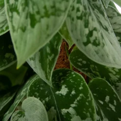 Scindapsus Pictus Silvery Ann Op Mosstok - Epipremnum - P15 H60 - Kamerplant 6 Scindapsus Pictus Silvery Ann Op Mosstok - Epipremnum - P15 H60 - Kamerplant -Tuin Magisch Verkoop scindapsus pictus silvery ann op mosstok epipremnum p15 h60 4 2