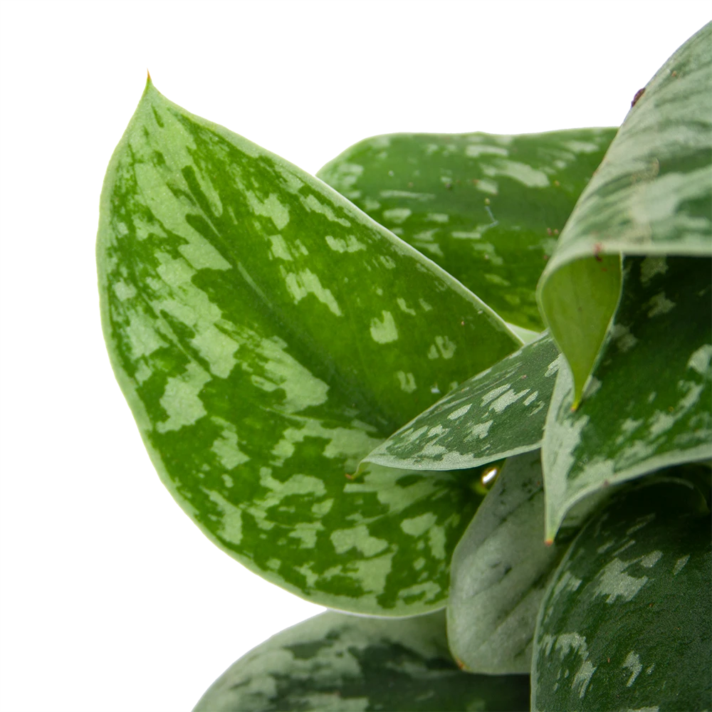 Scindapsus Pictus Silvery Ann Op Mosstok - Epipremnum - P15 H60 - Kamerplant 4 Scindapsus Pictus Silvery Ann Op Mosstok - Epipremnum - P15 H60 - Kamerplant - Afbeelding 4