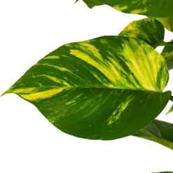 Scindapsus Pinnatum Aureum Op Mosstok - Epipremnum - P27 H150 - Kamerplant -Tuin Magisch Verkoop scindapsus pinnatum aureum op mosstok epipremnum p27 h150 3