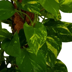 Scindapsus Pinnatum Aureum Op Mosstok - Epipremnum - P27 H150 - Kamerplant -Tuin Magisch Verkoop scindapsus pinnatum aureum op mosstok epipremnum p27 h150 4