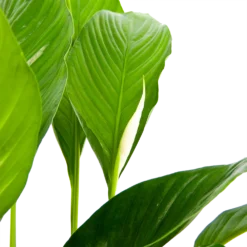 Spathiphyllum Wallisii - Lepelplant - P19 H80 Wit - Kamerplant -Tuin Magisch Verkoop spathiphyllum wallisii lepelplant p19 h80 wit 6