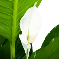 Spathiphyllum Wallisii - Lepelplant - P24 H120 Wit - Kamerplant -Tuin Magisch Verkoop spathiphyllum wallisii lepelplant p24 h120 wit 5