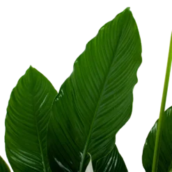 Spathiphyllum Wallisii - Lepelplant - P24 H120 Wit - Kamerplant -Tuin Magisch Verkoop spathiphyllum wallisii lepelplant p24 h120 wit 6