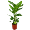 Strelitzia Nicolai - Paradijsvogelpant - P24 H100 - Kamerplant