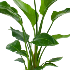 Strelitzia Nicolai - Paradijsvogelpant - P24 H100 - Kamerplant -Tuin Magisch Verkoop strelitzia nicolai paradijsvogelpant p24 h100 5 2