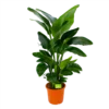 Strelitzia Nicolai - Paradijsvogelpant - P28 H130 - Kamerplant