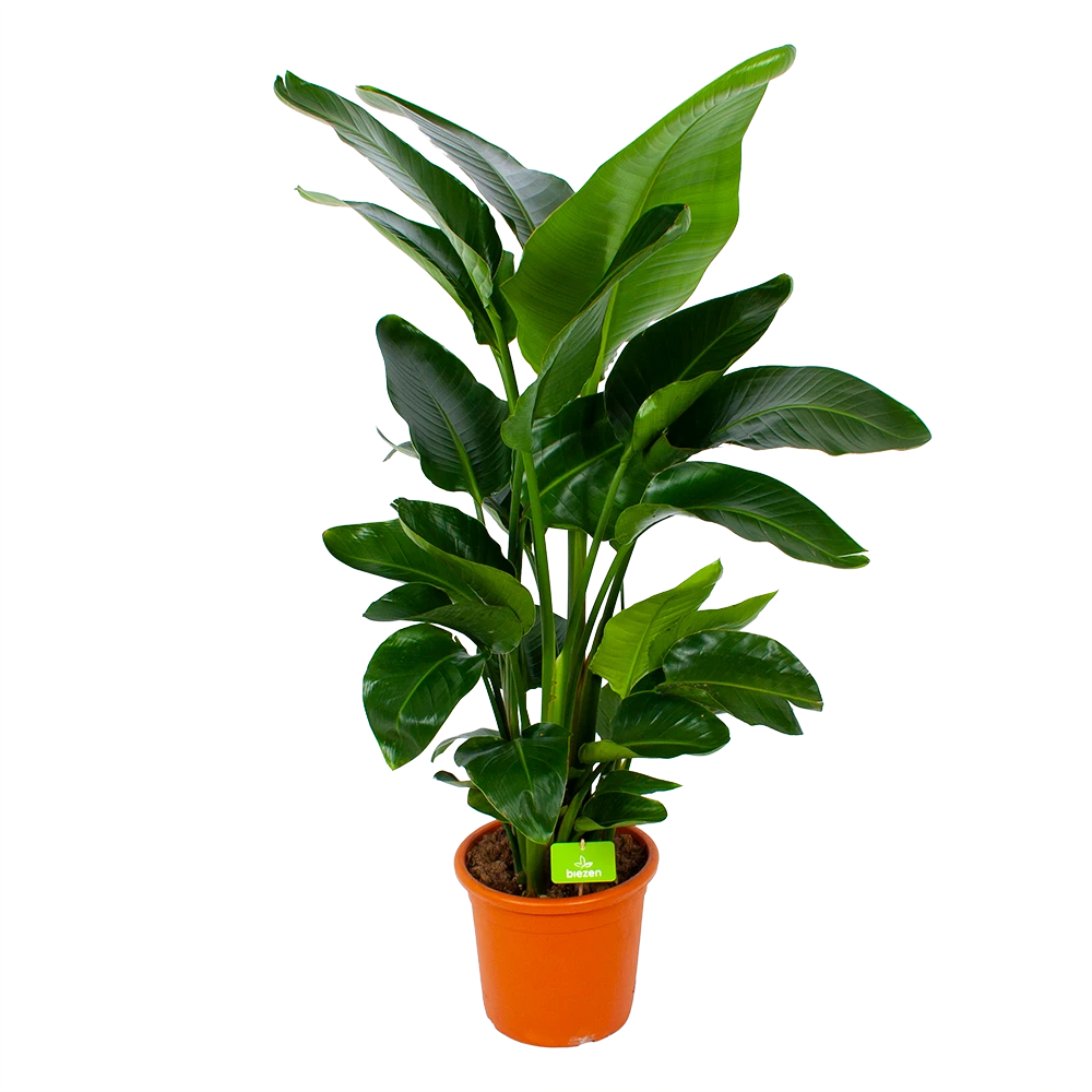 Strelitzia Nicolai - Paradijsvogelpant - P28 H130 - Kamerplant 1 Strelitzia Nicolai - Paradijsvogelpant - P28 H130 - Kamerplant