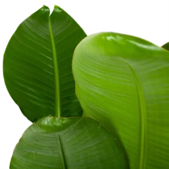 Strelitzia Nicolai - Paradijsvogelpant - P28 H130 - Kamerplant 5 Strelitzia Nicolai - Paradijsvogelpant - P28 H130 - Kamerplant -Tuin Magisch Verkoop strelitzia nicolai paradijsvogelpant p28 h130 5