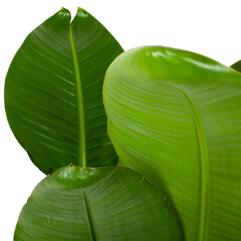 Strelitzia Nicolai - Paradijsvogelpant - P28 H130 - Kamerplant 2 Strelitzia Nicolai - Paradijsvogelpant - P28 H130 - Kamerplant - Afbeelding 2