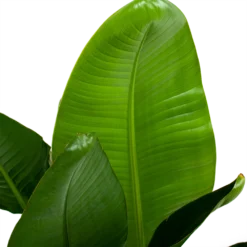 Strelitzia Nicolai - Paradijsvogelpant - P28 H130 - Kamerplant 6 Strelitzia Nicolai - Paradijsvogelpant - P28 H130 - Kamerplant -Tuin Magisch Verkoop strelitzia nicolai paradijsvogelpant p28 h130 6