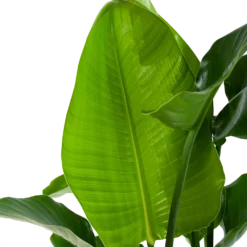 Strelitzia Nicolai - Paradijsvogelpant - P30 H130 - Kamerplant -Tuin Magisch Verkoop strelitzia nicolai paradijsvogelpant p30 h130 4