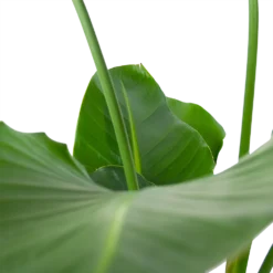 Strelitzia Nicolai - Paradijsvogelpant - P30 H130 - Kamerplant -Tuin Magisch Verkoop strelitzia nicolai paradijsvogelpant p30 h130 6