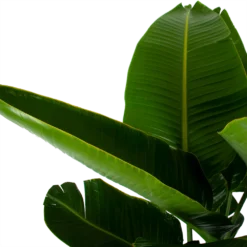 Strelitzia Nicolai - Paradijsvogelpant - P32 H170 - Kamerplant -Tuin Magisch Verkoop strelitzia nicolai paradijsvogelpant p32 h170 6