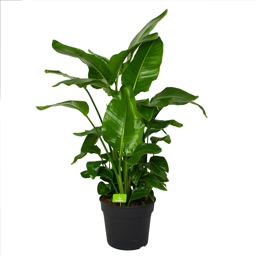 Strelitzia Nicolai - Paradijsvogelpant - P38 H160 - Kamerplant 1 Strelitzia Nicolai - Paradijsvogelpant - P38 H160 - Kamerplant